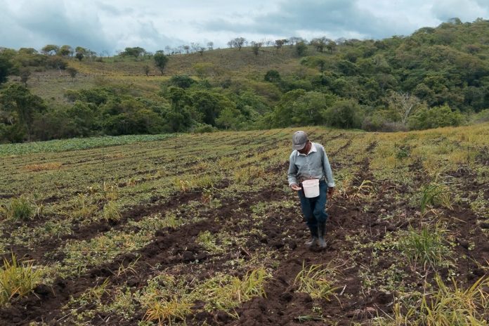 Foto: Nicaragua refuerza la producción de maíz/Cortesía