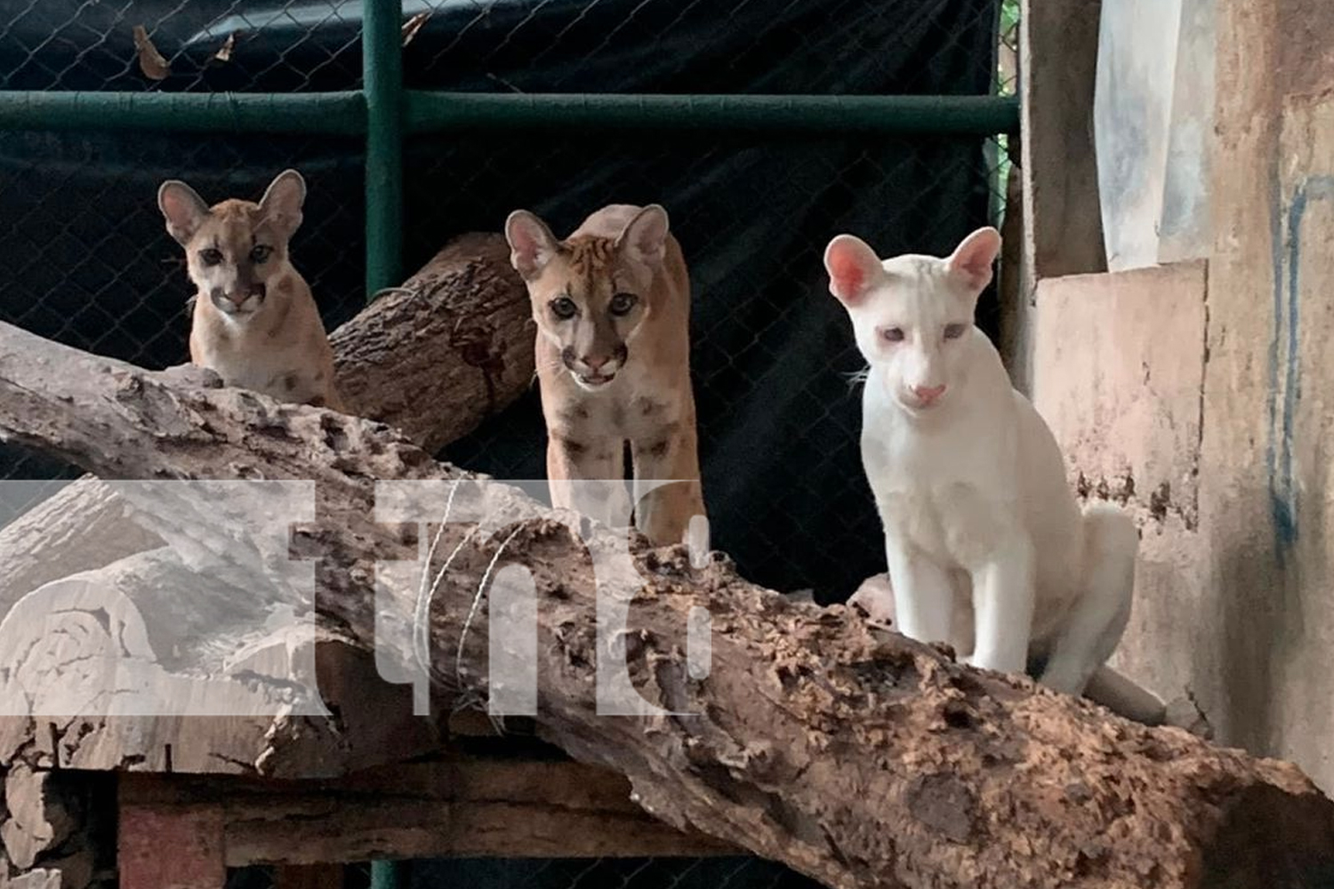 Foto: Zoológico Thomas Belt anuncia llegada de la mascota de Itzae/TN8