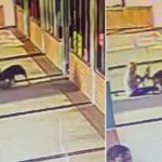 Abuela de 70 lucha cuerpo a cuerpo con un pitbull para salvar a su perro (VIDEO) Foto: Muerde a un pitbull para proteger a su perro /Cortesía