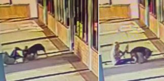 Foto: Muerde a un pitbull para proteger a su perro /Cortesía