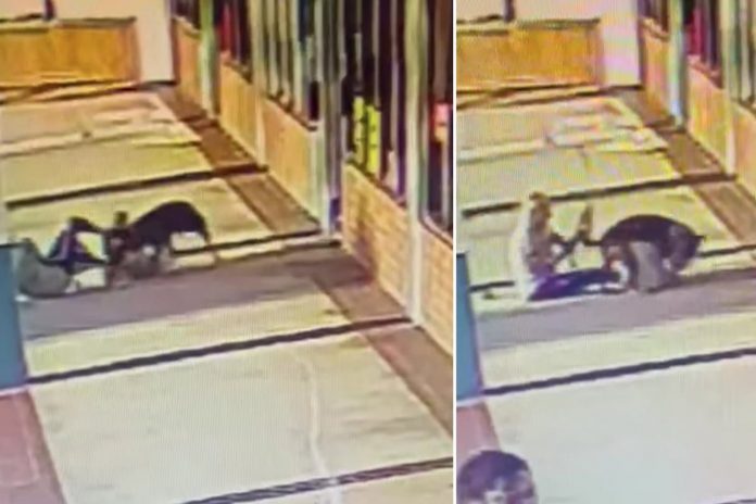 Foto: Muerde a un pitbull para proteger a su perro /Cortesía Foto: Muerde a un pitbull para proteger a su perro /Cortesía