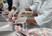 Foto: Escuela especializada en la Universidad Agraria para el corte y manejo de carnes en Nicaragua / TN8
