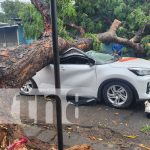 Se salva por segundos: árbol cae sobre su vehículo en el Bo. San Sebastián, Managua Foto: Árbol cae sobre vehículo en el barrio San Sebastián, Managua / TN8
