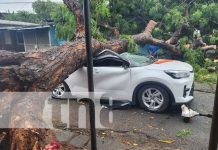 Foto: Árbol cae sobre vehículo en el barrio San Sebastián, Managua / TN8