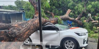 Foto: Árbol cae sobre vehículo en el barrio San Sebastián, Managua / TN8