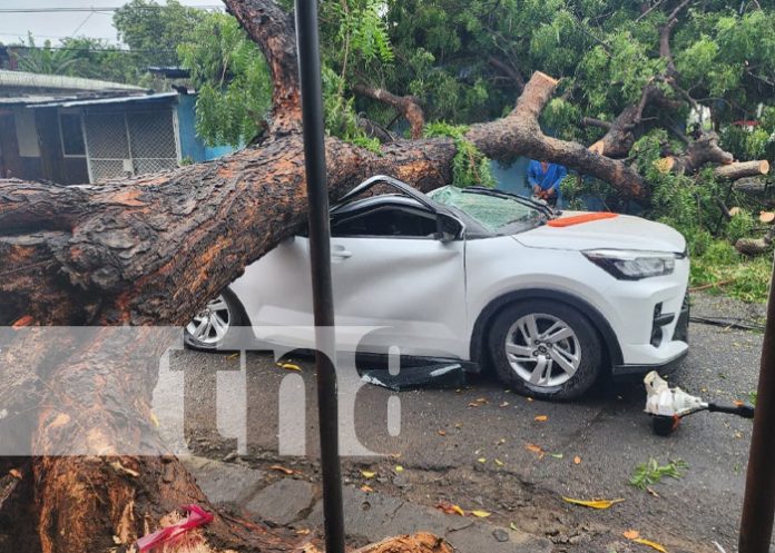 Foto: Árbol cae sobre vehículo en el barrio San Sebastián, Managua / TN8 Foto: Árbol cae sobre vehículo en el barrio San Sebastián, Managua / TN8