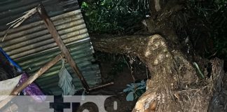 Foto: Caída de árbol en Juigalpa, Chontales / TN8