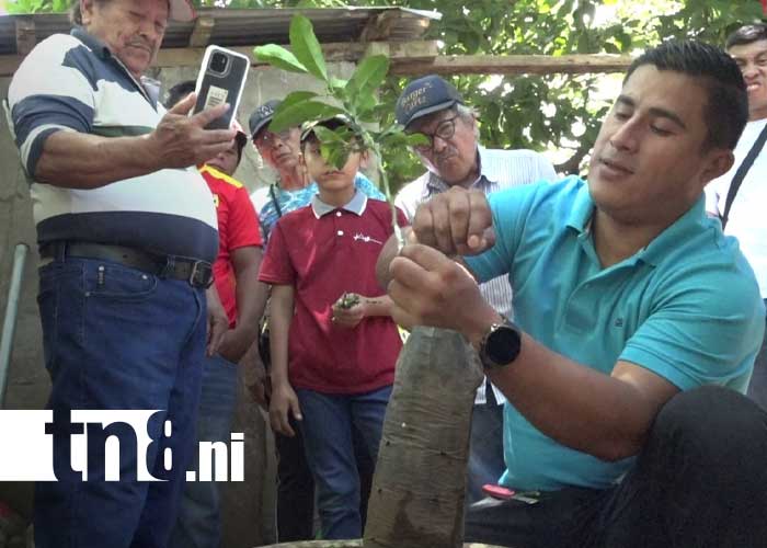 Foto: Técnicas de injertación en la Isla de Ometepe / TN8