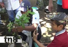 Capacitación sobre injertos fortalece la agricultura en la Isla de Ometepe Foto: Técnicas de injertación en la Isla de Ometepe / TN8