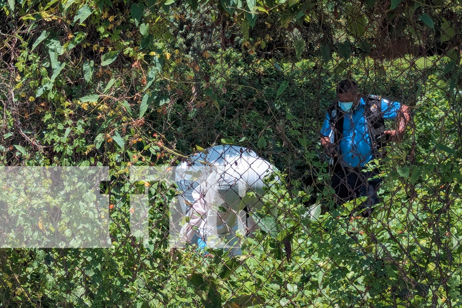 Foto: Hallan en Granada cuerpo de hombre que murió al caer de una palmera de 30 metros/ TN8