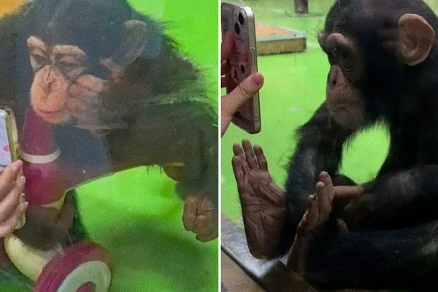 Foto: Prohíben a un chimpancé ver reels en zoológico de Shanghái/ Cortesía 