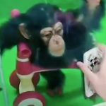 Prohíben a un chimpancé ver reels en zoológico de Shanghái