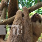 ¡Novedad! Santuario de osos perezosos en las faldas del Volcán Mombacho Foto: Osos perezosos en el Volcán Mombacho / TN8