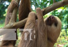 ¡Novedad! Santuario de osos perezosos en las faldas del Volcán Mombacho Foto: Osos perezosos en el Volcán Mombacho / TN8