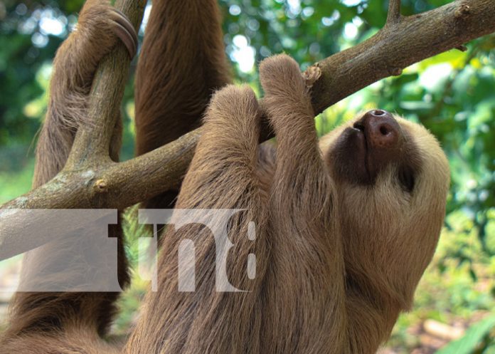 Foto: Osos perezosos en el Volcán Mombacho / TN8 Foto: Osos perezosos en el Volcán Mombacho / TN8