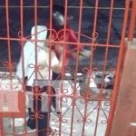 Delincuentes armados asaltan a madre con sus hijas en Managua (VIDEO) Foto: Robo armado a una señora y sus hijas en Monseñor Lezcano, Managua / TN8
