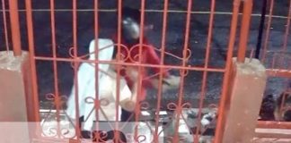 Foto: Robo armado a una señora y sus hijas en Monseñor Lezcano, Managua / TN8