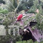 Por años les dio aguacates, hoy casi sepulta a una familia en Rivas oto: Árbol de aguacate destruye vivienda en Cárdenas, Rivas / TN8