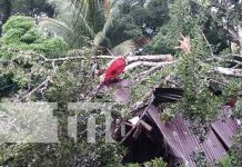 oto: Árbol de aguacate destruye vivienda en Cárdenas, Rivas / TN8