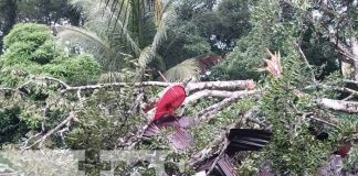 oto: Árbol de aguacate destruye vivienda en Cárdenas, Rivas / TN8