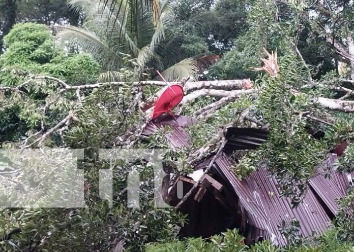 oto: Árbol de aguacate destruye vivienda en Cárdenas, Rivas / TN8 oto: Árbol de aguacate destruye vivienda en Cárdenas, Rivas / TN8
