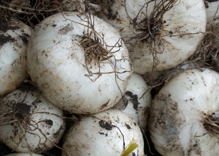 Foto: Producción de Cebolla Blanca Fortalece la Economía Rural de Nicaragua/Cortesía