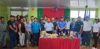 Foto: Cosecha cafetalera 2025 en Isla de Ometepe /cortesía
