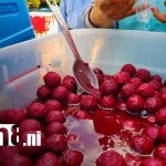 «Coyoles en miel”: la tradición que endulza el Día de los Difuntos en Rivas Foto. "Coyoles en miel": la tradición que endulza el Día de los Difuntos en Rivas/TN8