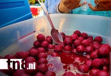 Foto. "Coyoles en miel": la tradición que endulza el Día de los Difuntos en Rivas/TN8