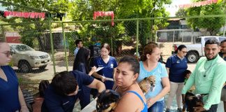 Foto: Jóvenes veterinarios de la UCC atienden a mascotas / TN8