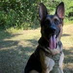 Perro policía rescata a dos niños perdidos en bosque de Indiana Foto: Niños desaparecidos son hallados gracias a un perro policía/Cortesía