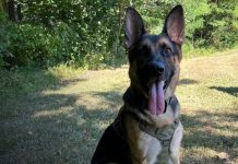 Perro policía rescata a dos niños perdidos en bosque de Indiana Foto: Niños desaparecidos son hallados gracias a un perro policía/Cortesía