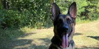 Foto: Niños desaparecidos son hallados gracias a un perro policía/Cortesía