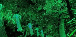 Foto: Managua celebra su 3er aniversario como Ciudad Creativa con "Naturaleza Encendida"/TN8