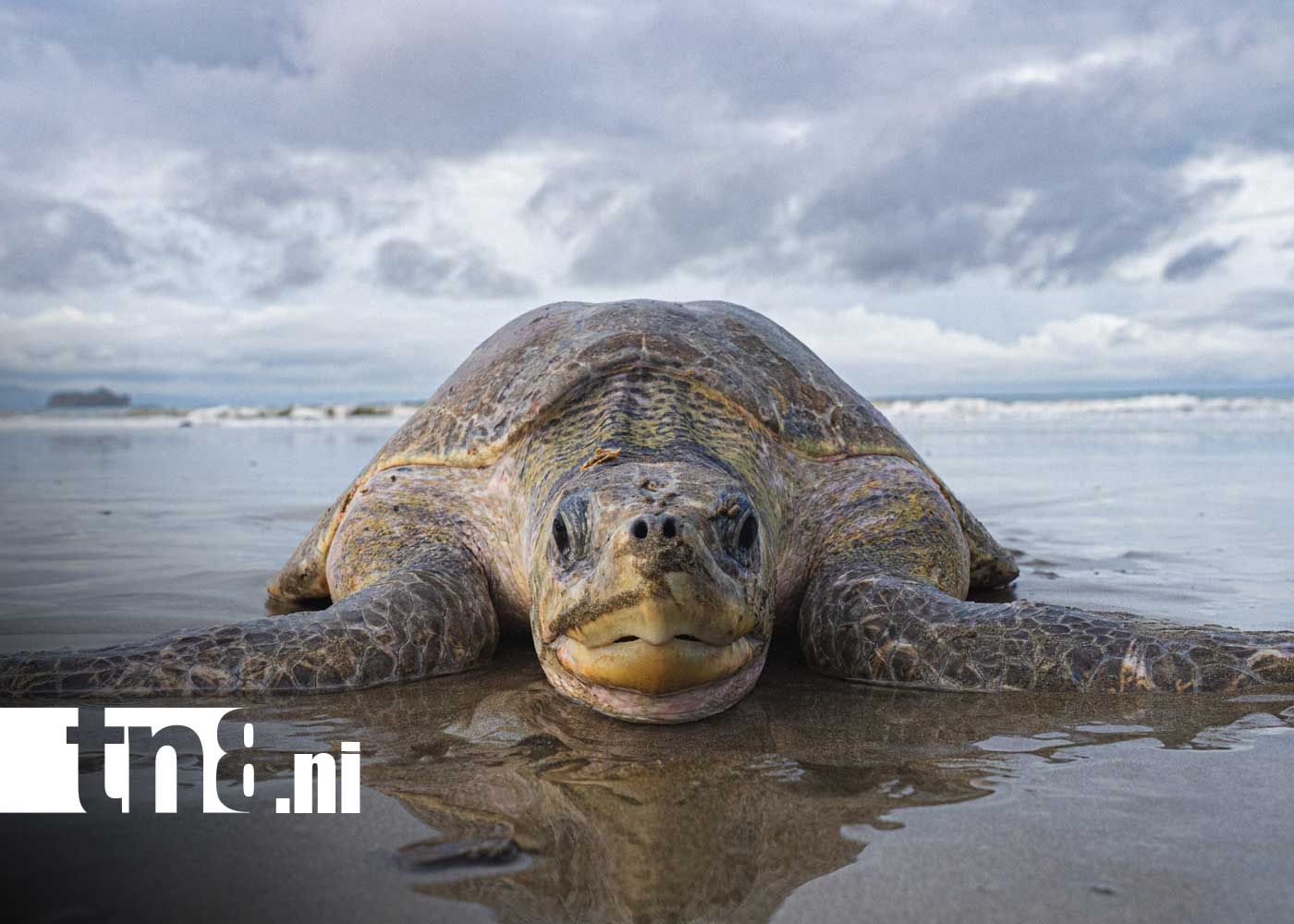 Foto: Nicaragua, ejemplo mundial en conservación y amor por la vida marina/ TN8