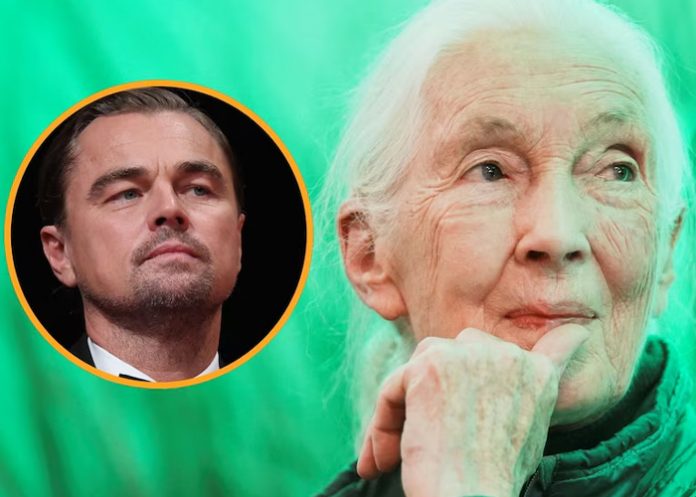 Foto: Leonardo DiCaprio despide a Jane Goodall /cortesía Foto: Leonardo DiCaprio despide a Jane Goodall /cortesía