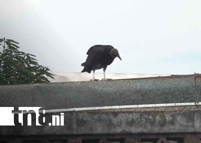 Foto: Fuerte hedor alertó a vecinos: hallan muerto a hombre en vivienda abandonada en Estelí/TN8