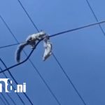 ¡Heroísmo en Managua! Bomberos salvan ardilla atrapada en tendido eléctrico Foto: ¡Heroísmo en Managua! Bomberos salvan ardilla atrapada en tendido eléctrico/TN8
