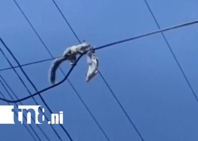 Foto: ¡Heroísmo en Managua! Bomberos salvan ardilla atrapada en tendido eléctrico/TN8