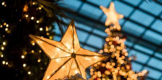 Foto: Descubre las fechas tradicionales para armar el árbol de Navidad según la religión / Cortesía