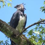 Hallan polluelo de Águila arpía en monitoreo de biodiversidad en Siuna