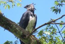 Hallan polluelo de Águila arpía en monitoreo de biodiversidad en Siuna