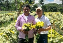 Producción de flores proyecta crecimiento en octubre 2025 en Nicaragua Foto: Producción de flores proyecta crecimiento en octubre 2025 en Nicaragua/Cortesía