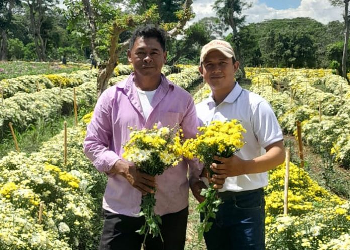 Foto: Producción de flores proyecta crecimiento en octubre 2025 en Nicaragua/Cortesía Foto: Producción de flores proyecta crecimiento en octubre 2025 en Nicaragua/Cortesía