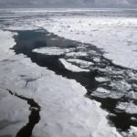 Rusia da vida al Ártico con su primer proyecto forestal climático Foto: Rusia da vida al Ártico /cortesía