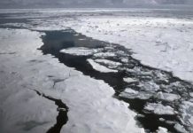 Rusia da vida al Ártico con su primer proyecto forestal climático Foto: Rusia da vida al Ártico /cortesía