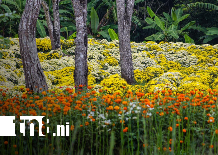 Foto: Catarina florece y enamora: turismo que impulsa la floricultura nicaragüense/TN8