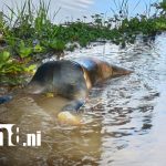 Regresaba a Nicaragua para visitar a su familia… y fue encontrado sin vida en Rivas Foto: Caraceño reportado como desaparecido es encontrado muerto en Rivas, Nicaragua/TN8