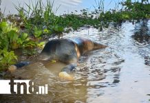 Regresaba a Nicaragua para visitar a su familia… y fue encontrado sin vida en Rivas Foto: Caraceño reportado como desaparecido es encontrado muerto en Rivas, Nicaragua/TN8