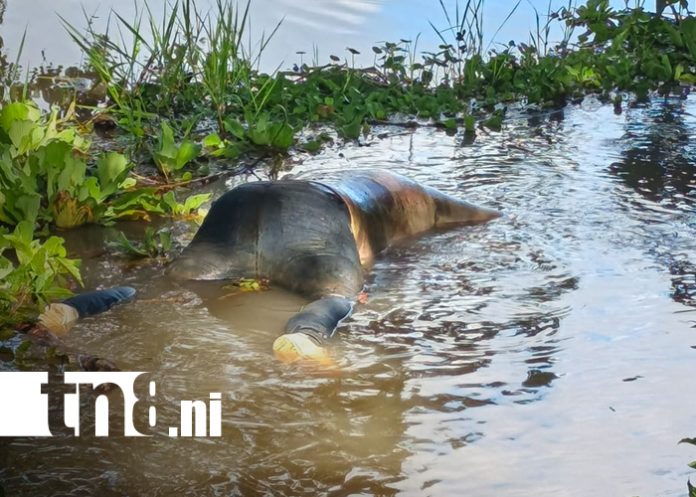 Foto: Caraceño reportado como desaparecido es encontrado muerto en Rivas, Nicaragua/TN8 Foto: Caraceño reportado como desaparecido es encontrado muerto en Rivas, Nicaragua/TN8